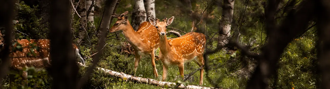 Pourquoi surveiller les maladies de la faune sauvage ?