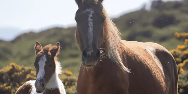 Filière équine : la saison de monte est lancée